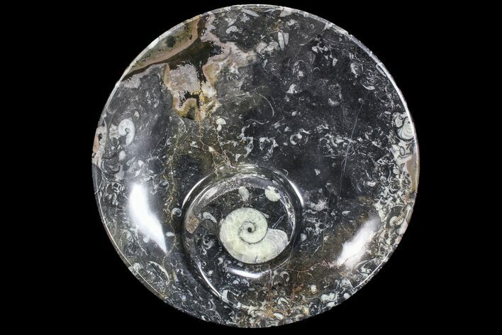 Goniatite Fossil Dish (Stoneware) #77673